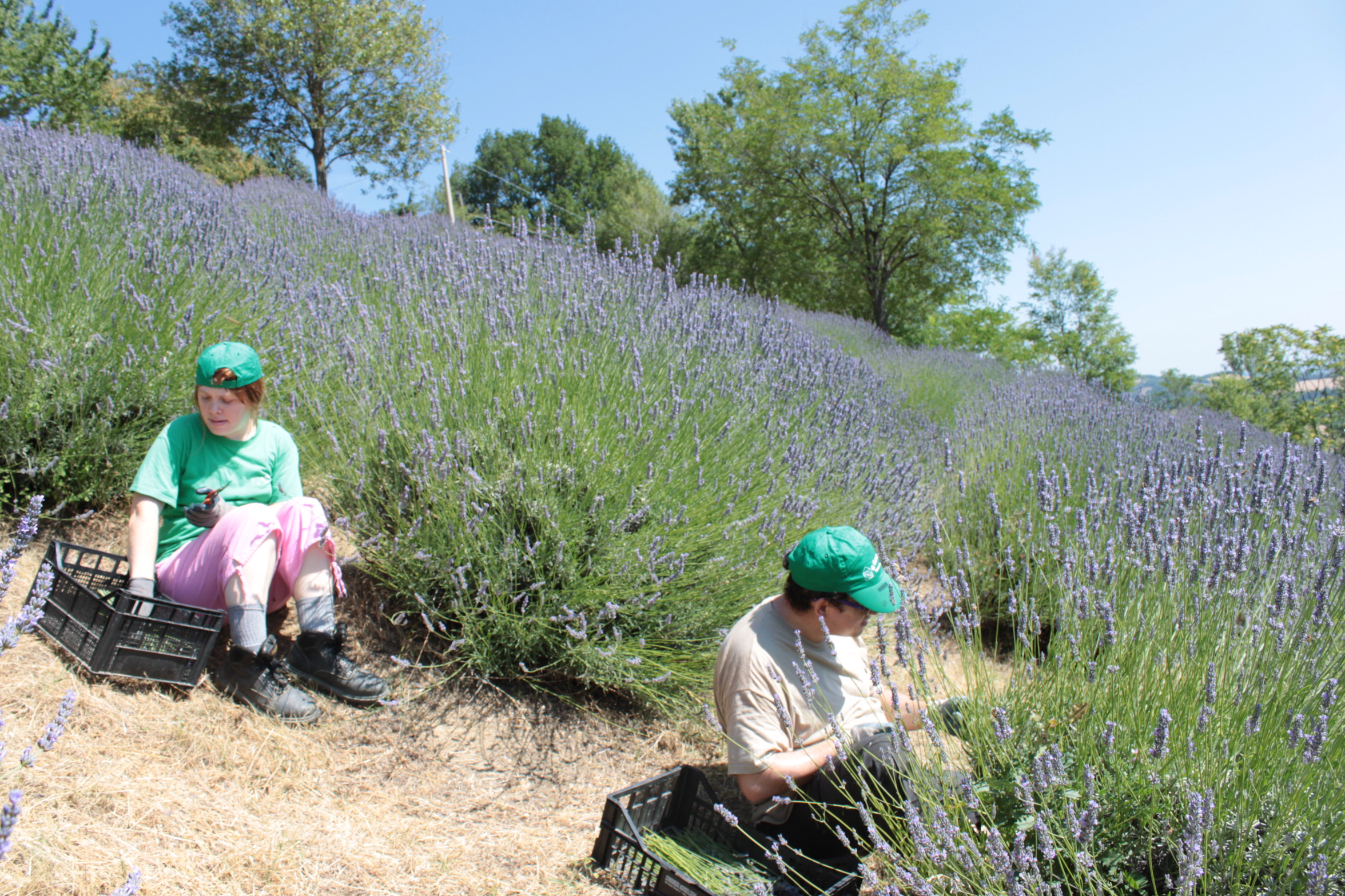 raccolta della lavanda al Monte