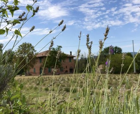 il campo di lavanda esistente presso Casa Santa Margherita