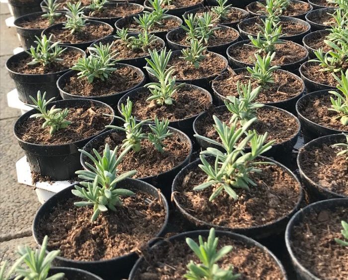 Le piantine di lavanda in fase di allevamento in serra