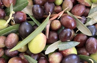 L’olio COpAPS è arrivato!