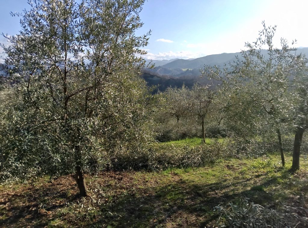 Agriturismo Il Monte a Sasso Marconi